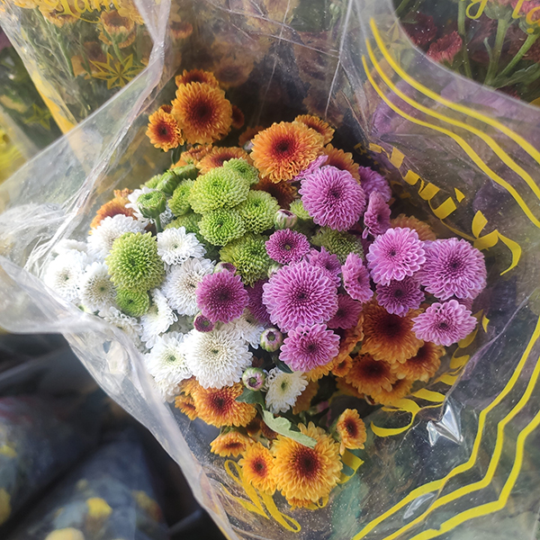 Hoa cúc Cali (màu ngẫu nhiên)